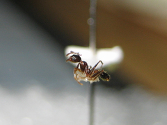Pheidole nodus