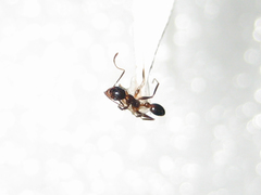Pheidole nodus