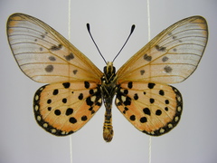 Acraea neobule neobule