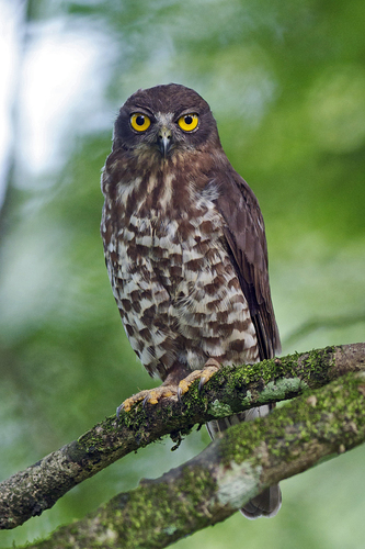 Ninox scutulata (Raffles, 1822)