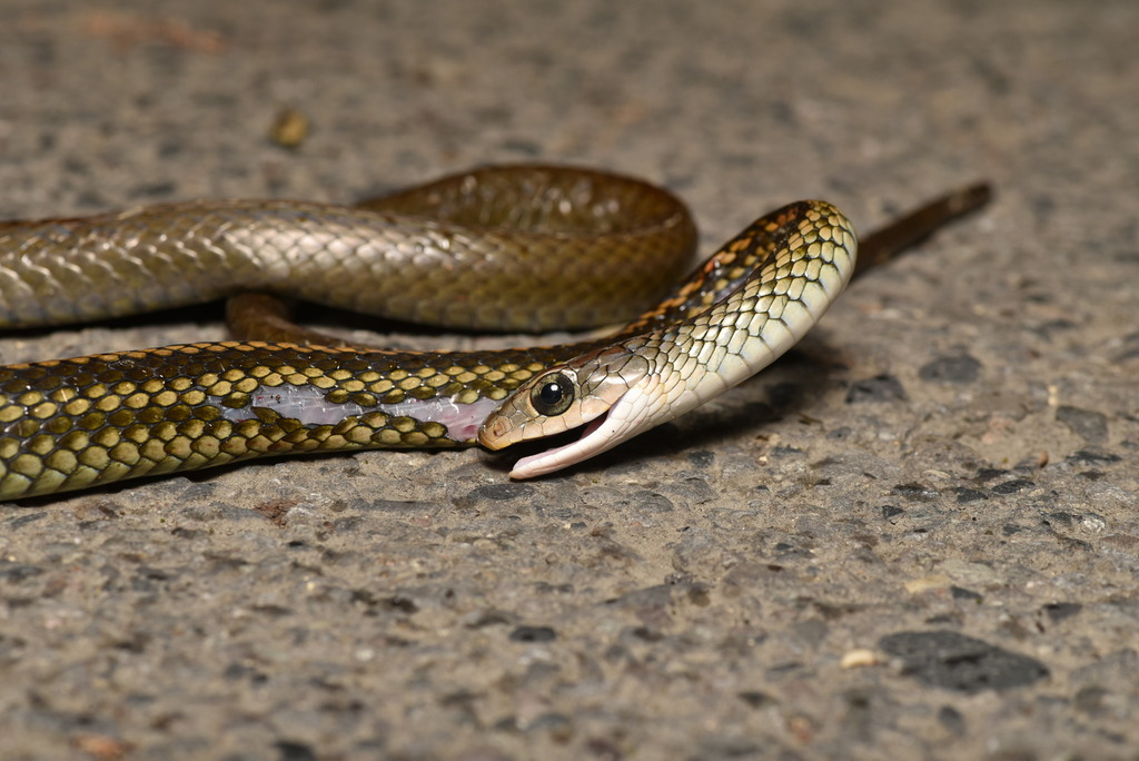 Black-striped Rat Snake