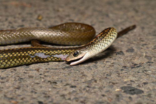 Black-striped Rat Snake