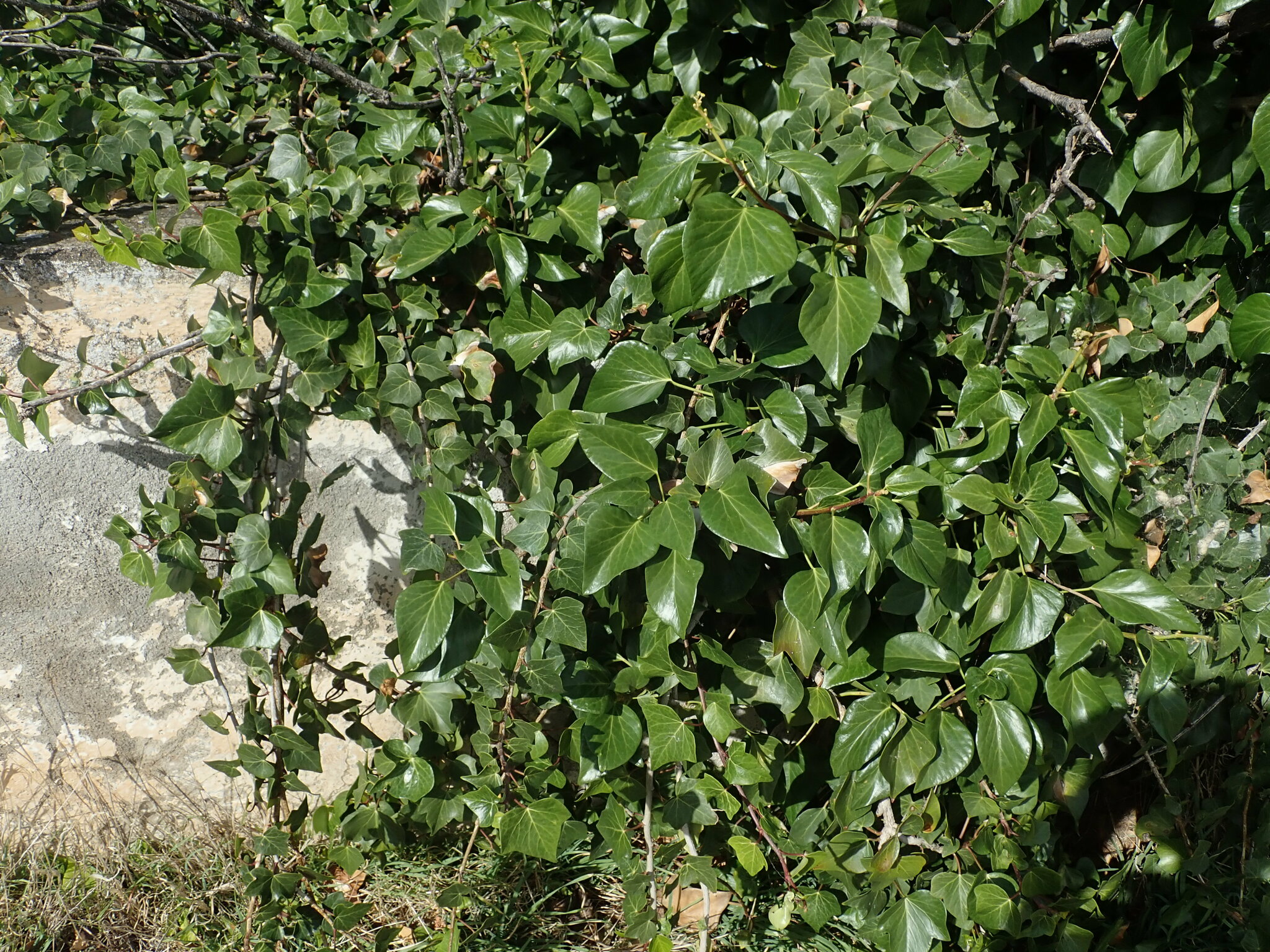 Imagem de Hera-do-cabo