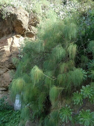 Image of Sonchus leptocephalus by (c) Daniel Cahen, some rights reserved (CC BY)