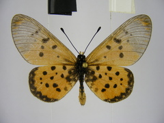 Acraea neobule neobule
