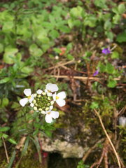 Iberis