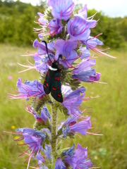 Zygaena lavandulae