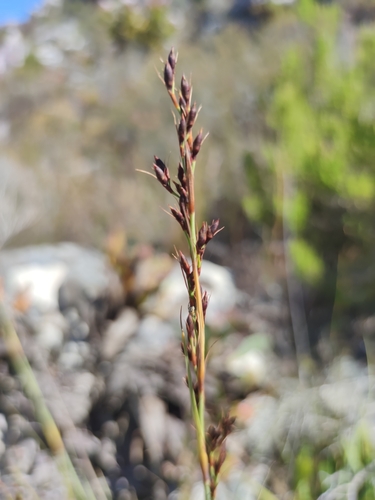 Image of Tetraria triangularis by (c) Seth Musker, some rights reserved (CC BY)