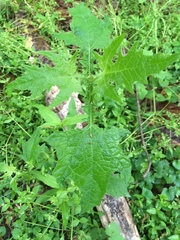 Smallanthus uvedalia