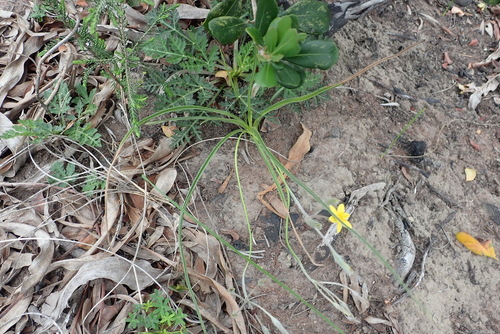Image of Hypoxis angustifolia by (c) Nicola van Berkel, some rights reserved (CC BY-SA)