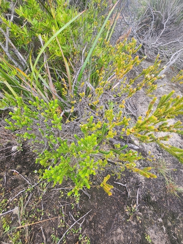 Image of Baeckea imbricata by no rights reserved