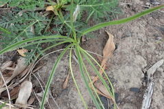Hypoxis angustifolia