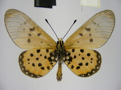 Acraea neobule neobule