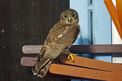 Ninox scutulata