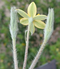 Hypoxis angustifolia