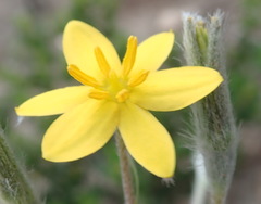 Hypoxis angustifolia