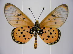 Acraea neobule neobule