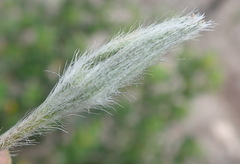 Hypoxis angustifolia