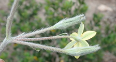 Hypoxis angustifolia