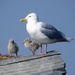 Glaucous Gull - Photo (c) Yinan Li, some rights reserved (CC BY-NC), uploaded by Yinan Li