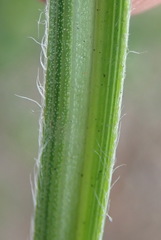 Hypoxis angustifolia