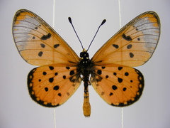 Acraea neobule neobule