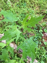 Smallanthus uvedalia