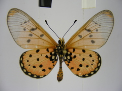 Acraea neobule neobule