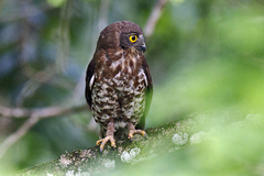 Ninox scutulata