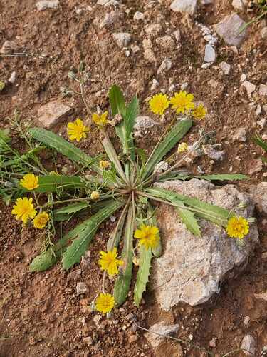 Crepis senecioides