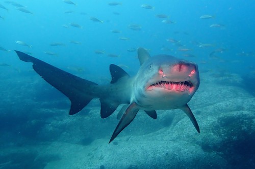 Representative image of Odontaspididae