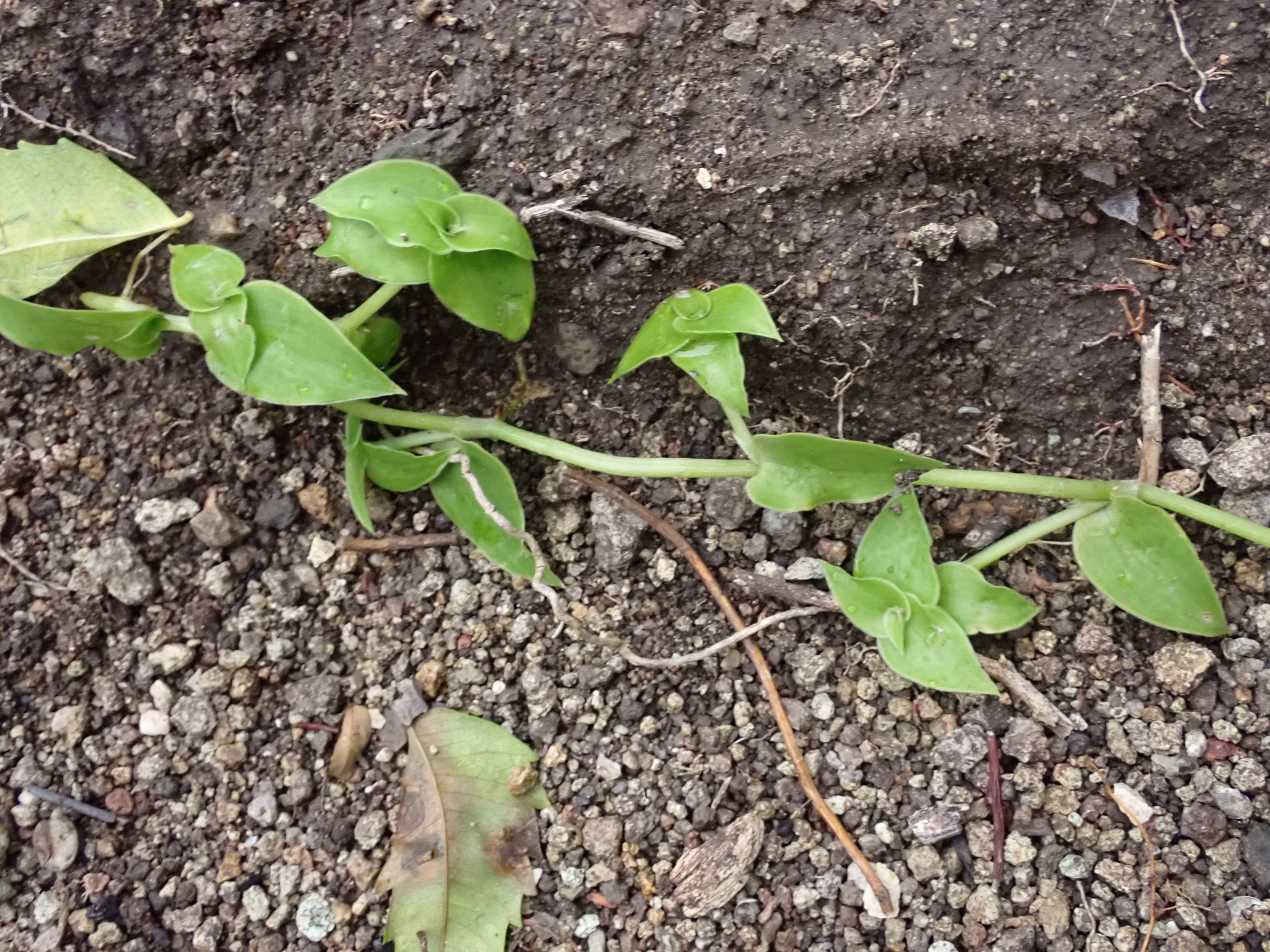 Imagem de Tradescantia-nanica