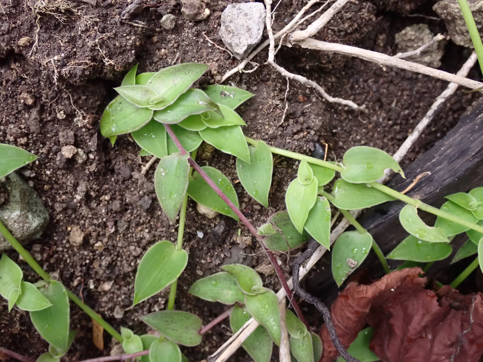 Imagem de Tradescantia-nanica