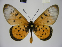 Acraea neobule neobule