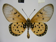 Acraea neobule neobule