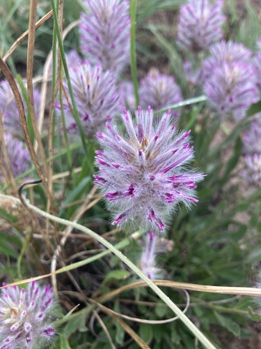 Ptilotus semilanatus (Lindl.) J.M.Black