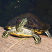 Pond Slider - Photo (c) diomedea_exulans_li, some rights reserved (CC BY-NC)