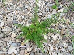 Artemisia littoricola