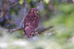 Ninox scutulata