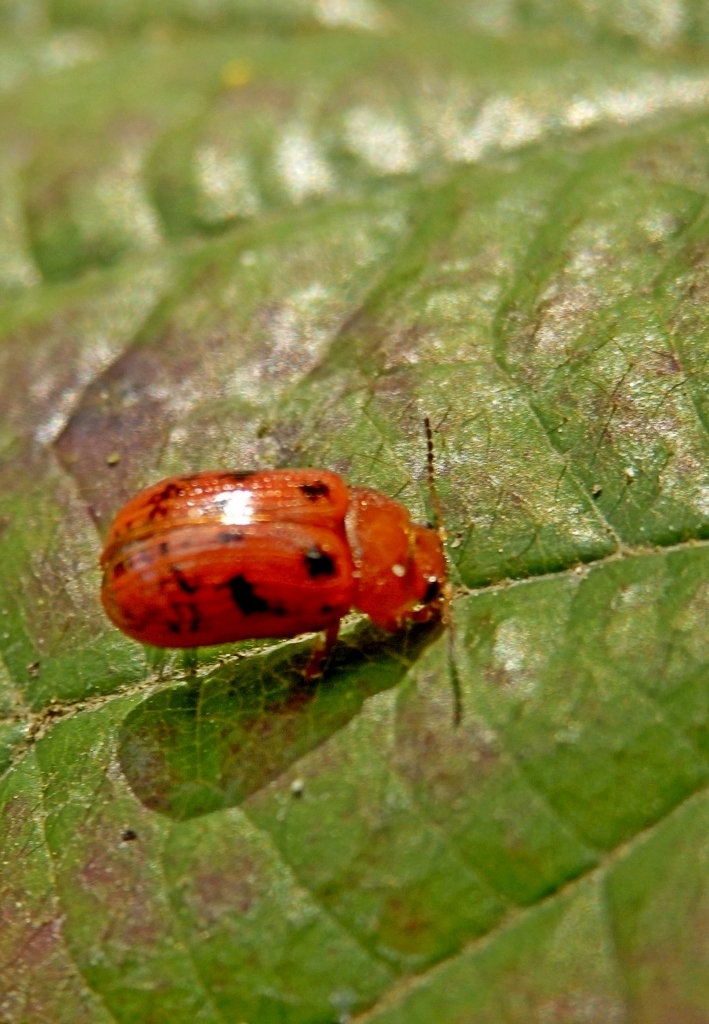 Gonioctena intermedia