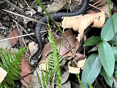 Tiger Snake sighting