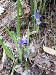 Iris verna