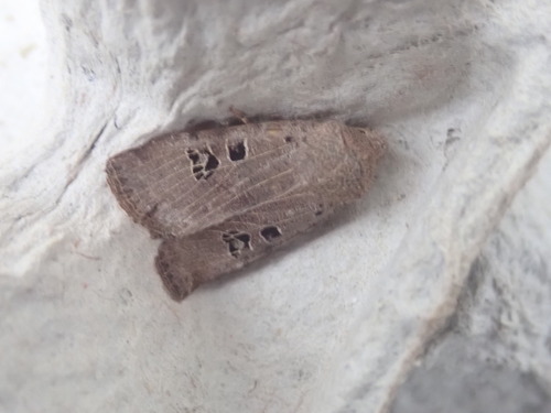 Conistra rubiginosa