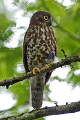 Ninox scutulata