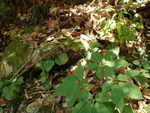 Panax japonicus iNat (1)