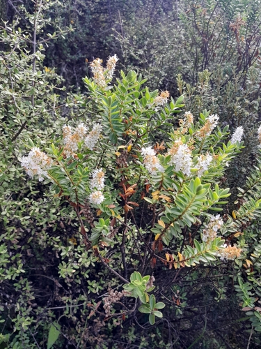 Veronica rakaiensis, photograph 1