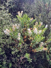 Veronica rakaiensis, photograph Jordyn Ashcroft, CC BY, iNaturalist via GBIF