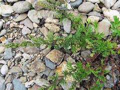 Artemisia littoricola