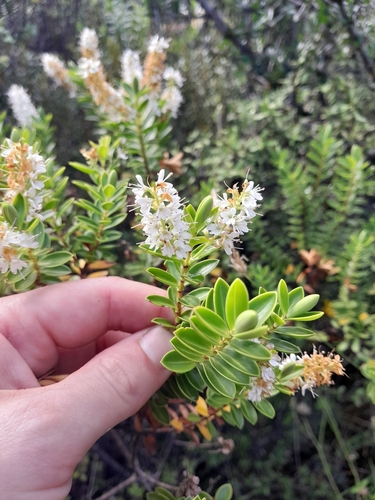 Veronica rakaiensis, photograph 2