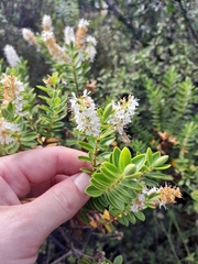 Veronica rakaiensis, photograph Jordyn Ashcroft, CC BY, iNaturalist via GBIF
